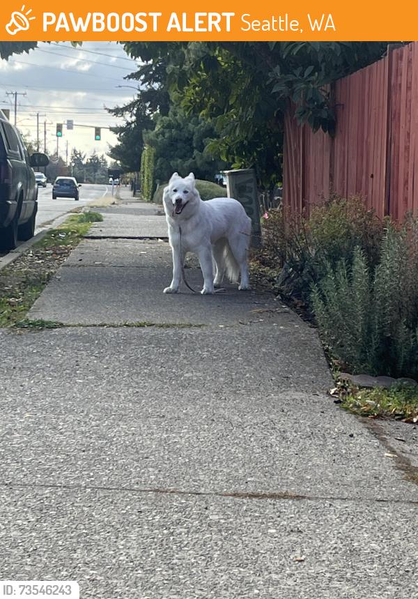 Found/Stray Unknown Dog last seen 4th ave sw and sw 108th st, Seattle, WA 98146