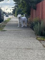 Found/Stray Unknown Dog last seen 4th ave sw and sw 108th st, Seattle, WA 98146