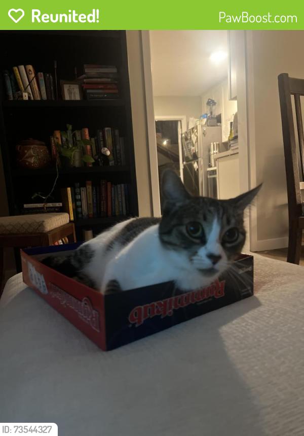 Reunited Female Cat last seen Clairemont Dr & Iroquois Ave, near 7-eleven, San Diego, CA 92117