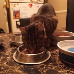 Found/Stray Male Cat last seen Fernwood ave, Rochester, NY 14621