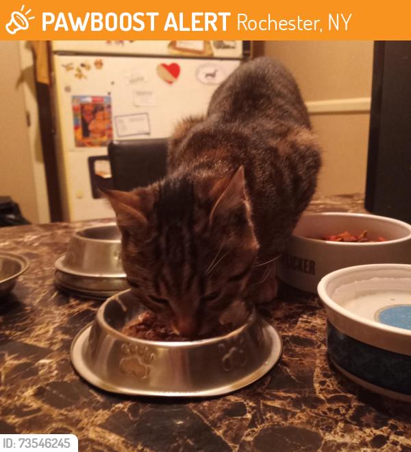 Found/Stray Male Cat last seen Fernwood ave, Rochester, NY 14621
