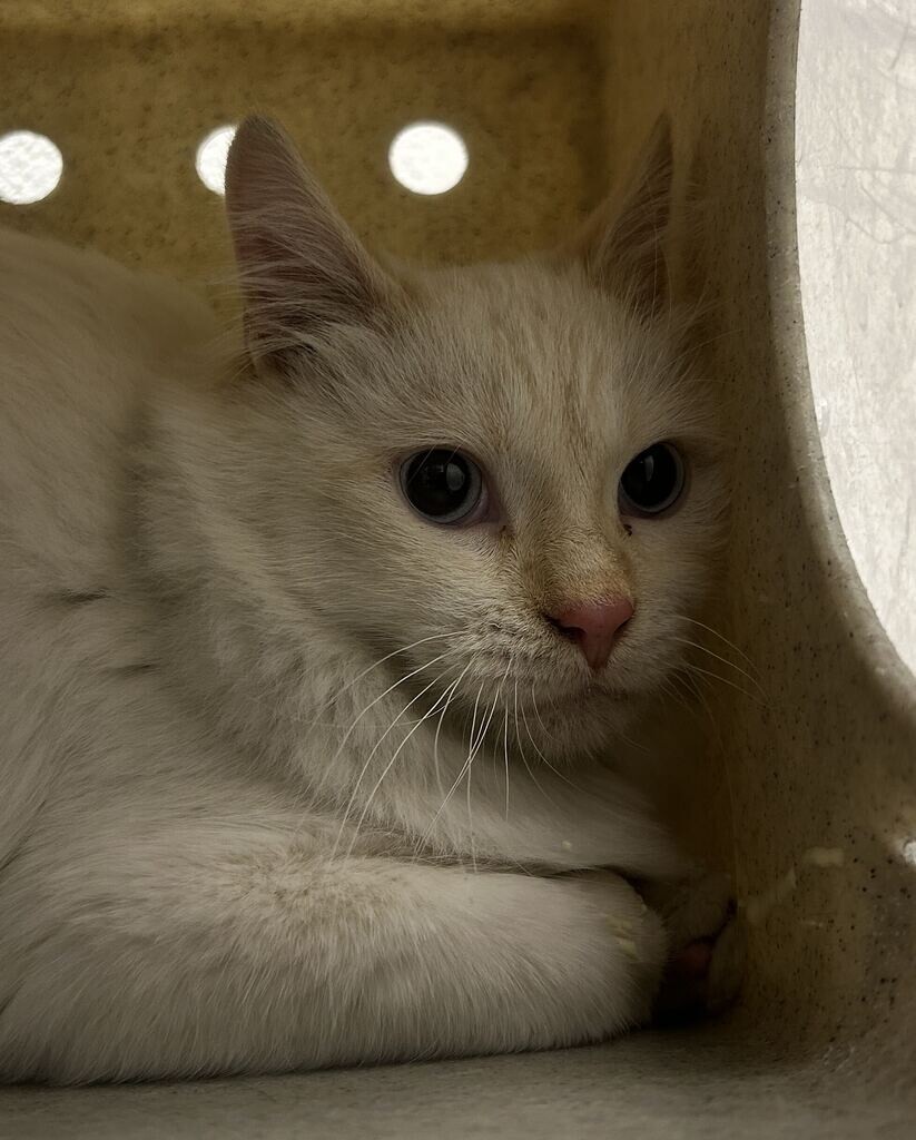Shelter Stray Male Cat last seen Near N 175 W, Sunset, UT 84015, USA, 1422 E 600 N, Fruit Heights, UT 84037, USA