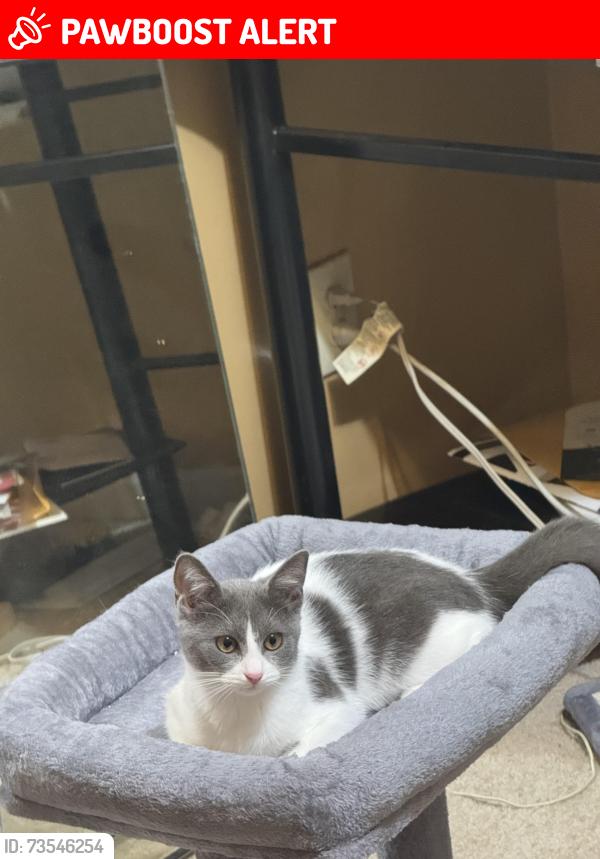 Lost Female Cat last seen Rialto Road Deer Track Road, West Chester Township, OH 45069