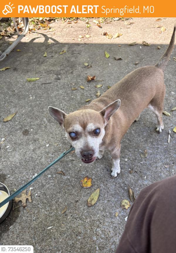 Found/Stray Male Dog last seen Grand and Glenstone, Springfield, MO 65802