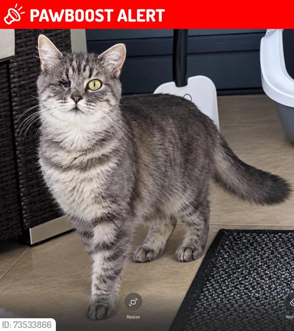 Lost Female Cat last seen Kingswood Place Abergele, Conwy Principal Area, Wales 