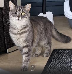 Lost Female Cat last seen Kingswood Place Abergele, Conwy Principal Area, Wales 