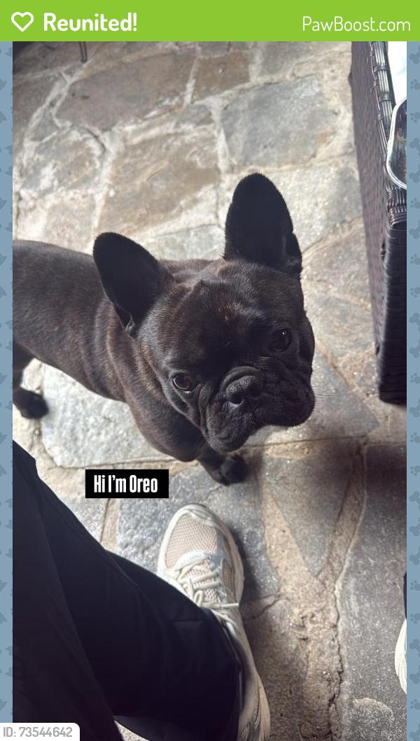 Reunited Male Dog last seen Bangor and 36th st, Washington, DC 20020