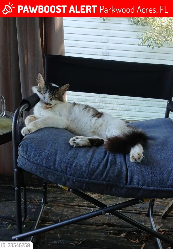 Lost Male Cat last seen Litewood dr, Parkwood Acres, FL 34669