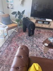 Found/Stray Male Dog last seen Near poplar st, Philadelphia, PA 19123