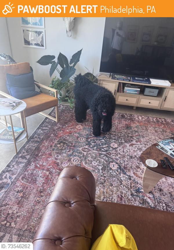 Found/Stray Male Dog last seen Near poplar st, Philadelphia, PA 19123