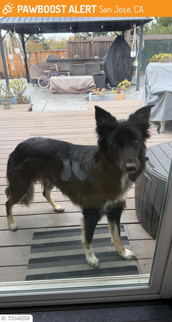 Found/Stray Unknown Dog last seen Woodley Dr, San Jose, CA 95148