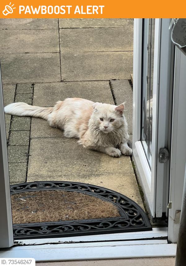 Found/Stray Unknown Cat last seen near west ham lane., Greater London, England E15 4PL