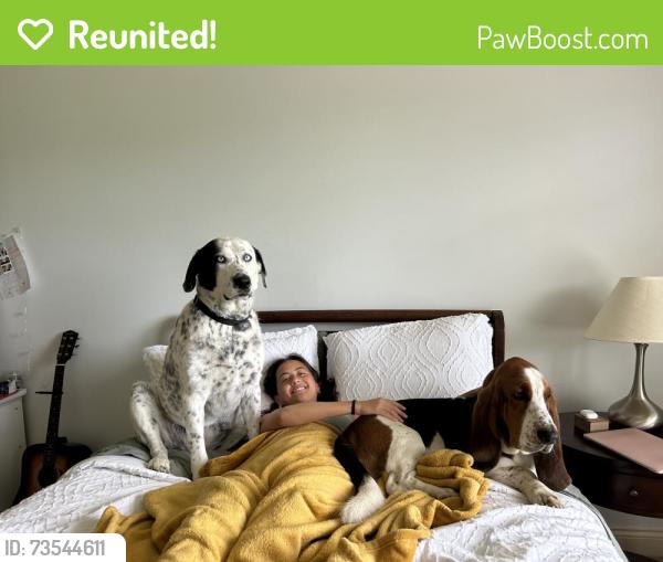 Reunited Male Dog last seen Not much in the area, Stuart, VA 24171