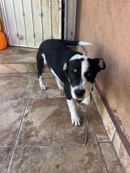 Found/Stray Male Dog last seen Live oak and Pine Ave, Fontana, CA 92335
