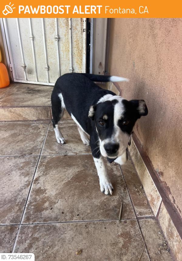 Found/Stray Male Dog last seen Live oak and Pine Ave, Fontana, CA 92335