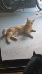 Found/Stray Male Cat last seen Chandler Blvd, Phoenix, AZ 85048