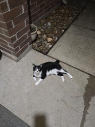Lost Male Cat last seen Burgess hill ct and sentry wood ln, Pearland, TX 77584