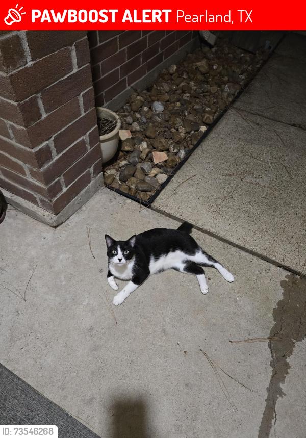 Lost Male Cat last seen Burgess hill ct and sentry wood ln, Pearland, TX 77584