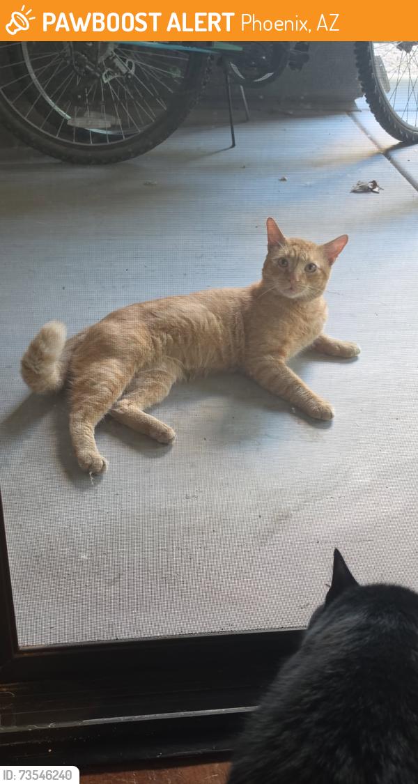 Found/Stray Male Cat last seen Chandler Blvd, Phoenix, AZ 85048
