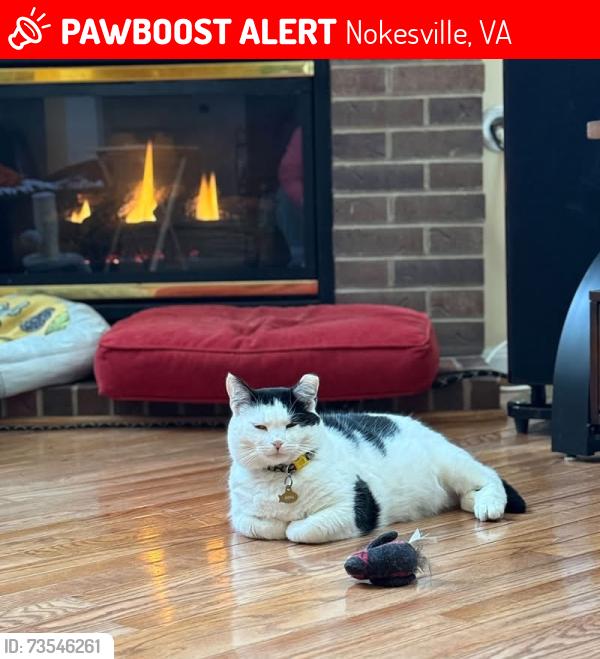 Lost Female Cat last seen Near Fitzwater Dr, Nokesville, VA 20181