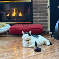 Lost Female Cat last seen Near Fitzwater Dr, Nokesville, VA 20181