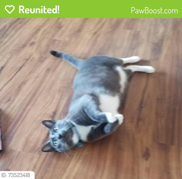 Reunited Male Cat last seen Radio Dr., Woodbury, MN 55125