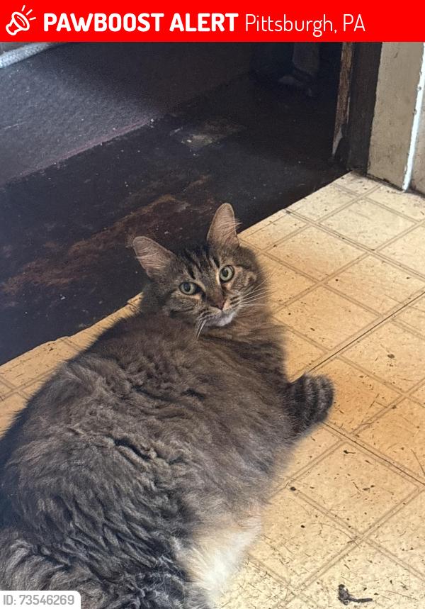 Lost Female Cat last seen Near Romeo Street, Pittsburgh, PA 15213