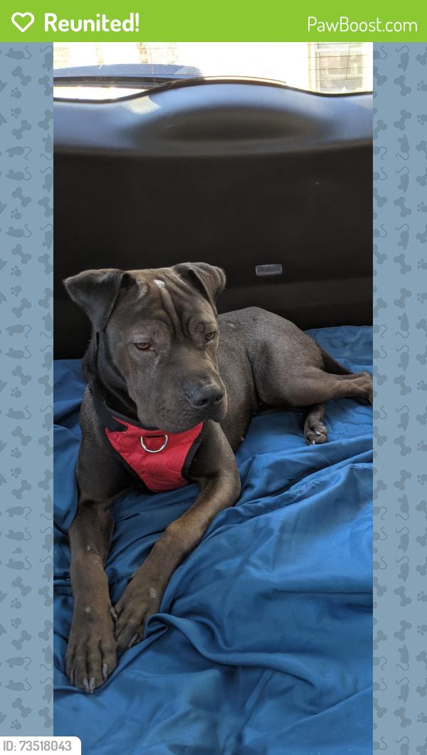 Reunited Female Dog last seen Smith and Bradford, Plainfield, IN 46168