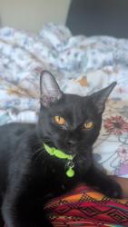 Reunited Male Cat last seen Old town, Helena, AL 35080