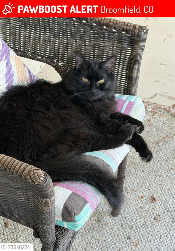 Lost Female Cat last seen Eagle Trace Golf Course, Broomfield, CO 80020