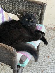 Lost Female Cat last seen Eagle Trace Golf Course, Broomfield, CO 80020