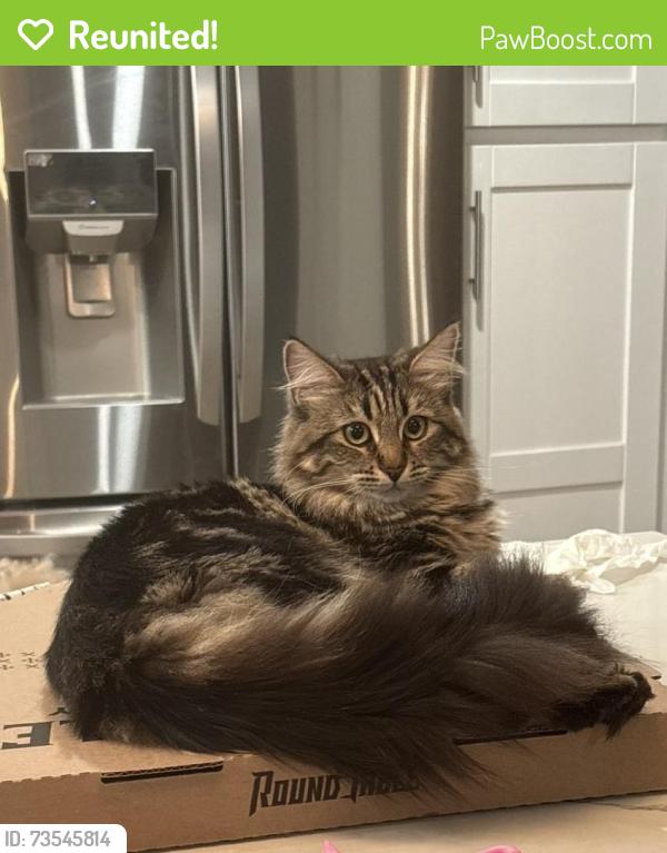 Reunited Female Cat last seen Las Palmas Drive, Matagual, Vista, CA 92081