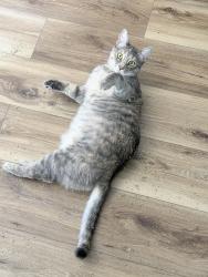 Reunited Female Cat last seen Telegraph and Monroe st, Monroe, MI 48162