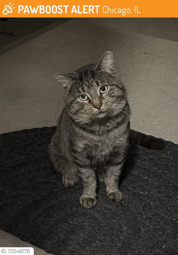 Found/Stray Unknown Cat last seen west Roscoe st 60641, Chicago, IL 60641