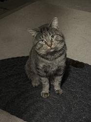 Found/Stray Unknown Cat last seen west Roscoe st 60641, Chicago, IL 60641