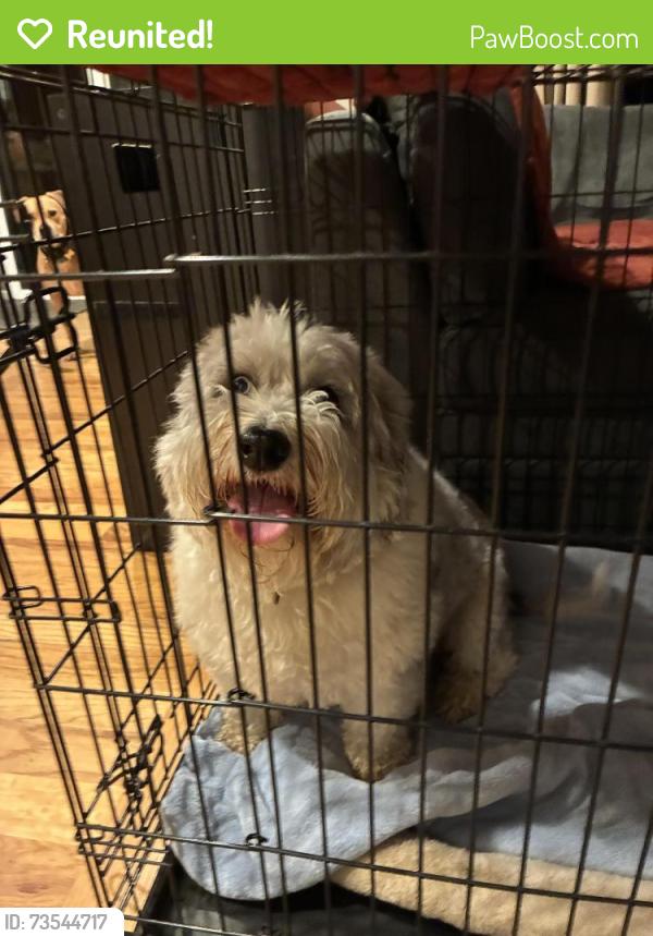 Reunited Female Dog last seen N. Washington and N. 21st, Tacoma, Tacoma, WA 98406