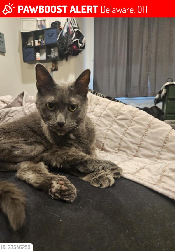 Lost Female Cat last seen Houk Rd., Delaware, OH 43015