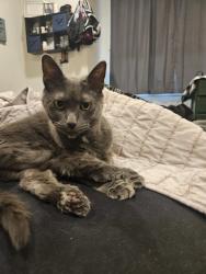 Lost Female Cat last seen Houk Rd., Delaware, OH 43015
