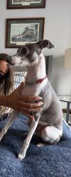 Reunited Male Dog last seen Near Howard park, West Palm Beach, FL 33401