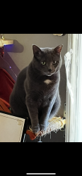 Lost Male Cat last seen Near Springfield st kck, Kansas City, KS 66103