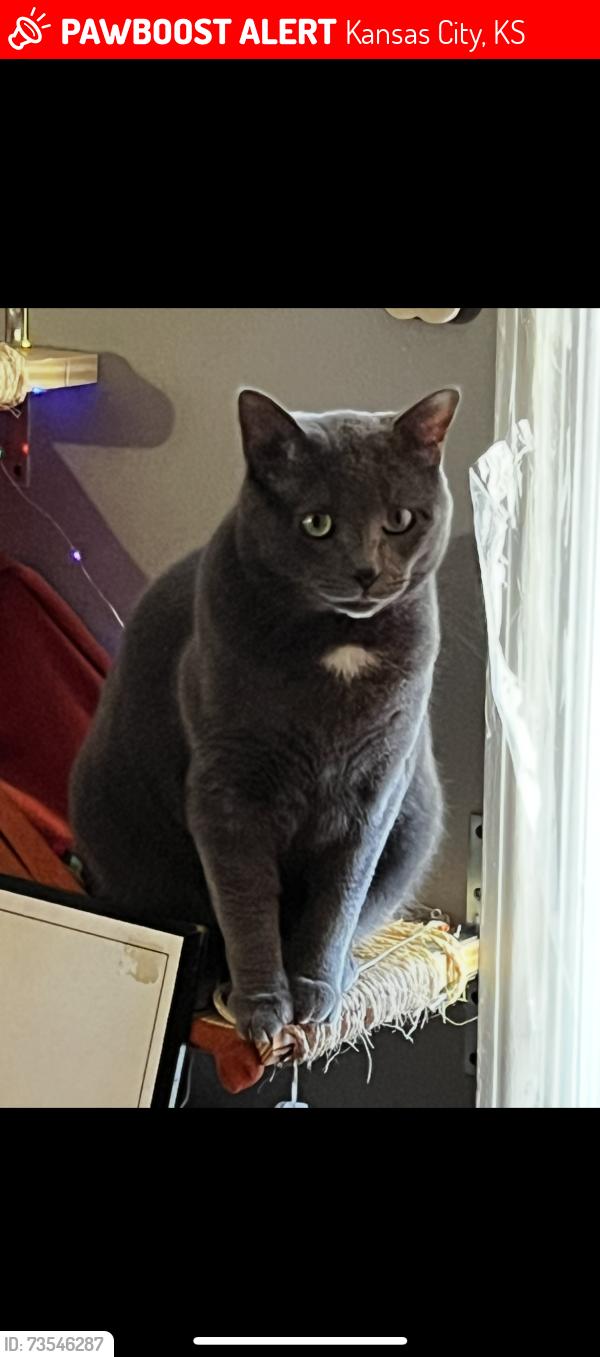 Lost Male Cat last seen Near Springfield st kck, Kansas City, KS 66103