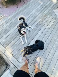 Found/Stray Male Dog last seen Oakridge & Norwood, Haymount Area, Fayetteville, NC 28305