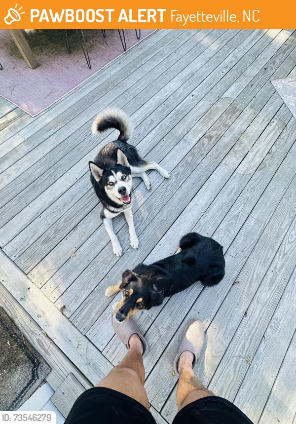 Found/Stray Male Dog last seen Oakridge & Norwood, Haymount Area, Fayetteville, NC 28305