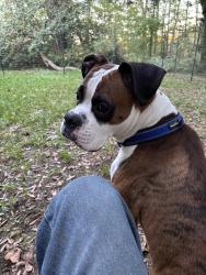 Reunited Male Dog last seen La Estation Mexican restaurant, Whitesburg, GA 30185