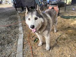 Found/Stray Unknown Dog last seen Marcos cafe lotus rd, Coloma, CA 95651