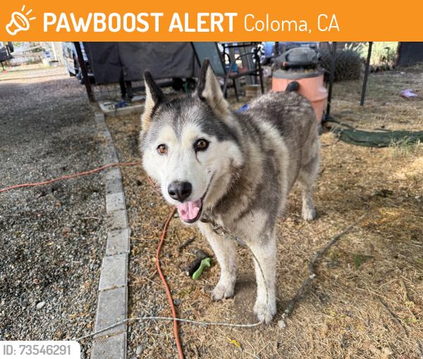 Found/Stray Unknown Dog last seen Marcos cafe lotus rd, Coloma, CA 95651