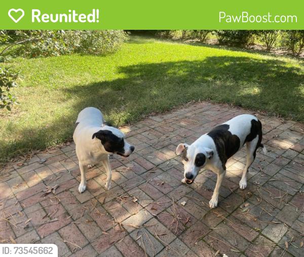 Reunited Female Dog last seen Millbrook and Sweetbriar, Raleigh, NC 27609