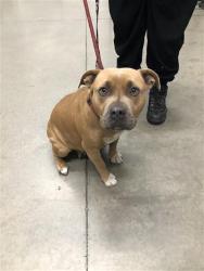 Shelter Stray Female Dog last seen Near BLOCK C ST, FRESNO CA 93706 1928, 5277 E Airways Blvd, Fresno, CA 93727, USA