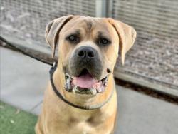 Shelter Stray Male Dog last seen , 957 N Gaffey St, San Pedro, CA 90731, USA