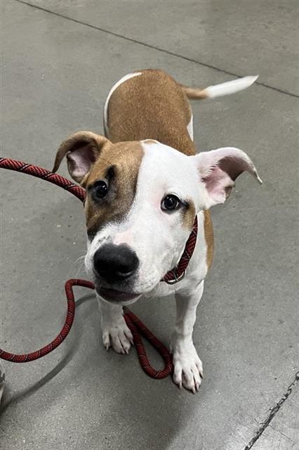 Shelter Stray Male Dog last seen Near BLOCK N HAYSTON AVE, FRESNO CA 93720 2778, 5277 E Airways Blvd, Fresno, CA 93727, USA